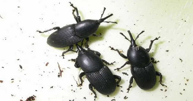 Trampas reducirían reproducción de picudos en platanales