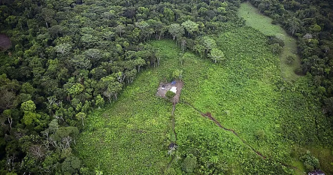 Del Amazonas a los Andes, insumos para el mapa de vegetación de Colombia