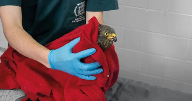 Guía para proteger animales silvestres