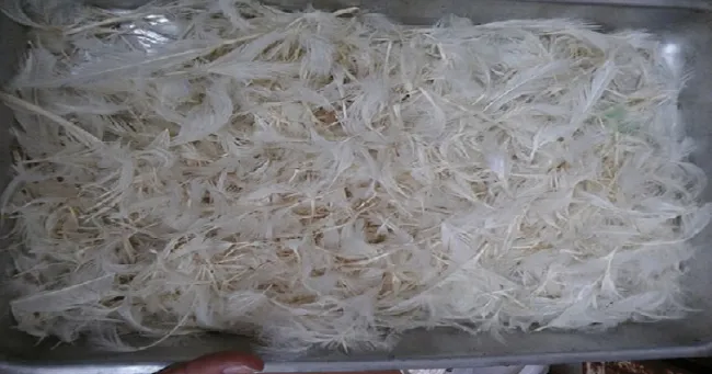 Plumas de pollo, alternativa para alimentar animales