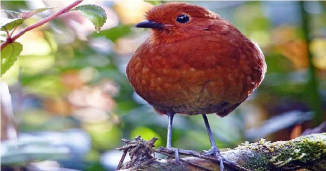 Nuevas especies aumentan diversidad de aves en Colombia