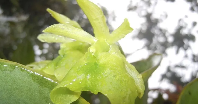 Estudio sobre orquídeas salvó de explotación al cerro Pico de Plata