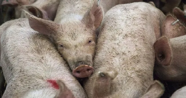 Estudio envía señales para prevenir peste porcina africana