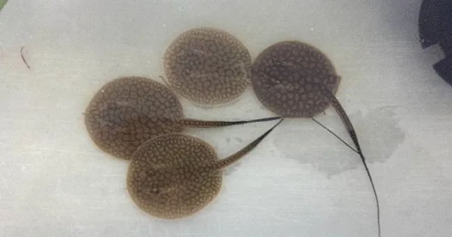 Protocolos mejoran condiciones de rayas de río en cautiverio