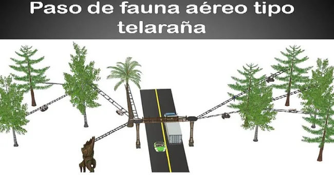 Pasos aéreos salvarían a animales silvestres de accidentes viales