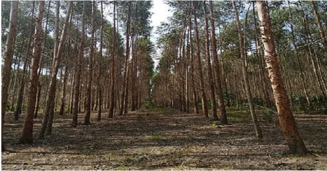 UNAL impulsa el único Programa de Protección Forestal del país