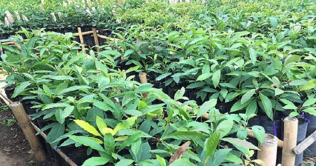 Tres microorganismos mejoran crecimiento de aguacate Hass