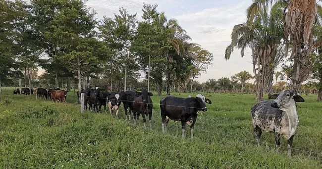 Leche de Arauca, con alto potencial para quesos artesanales
