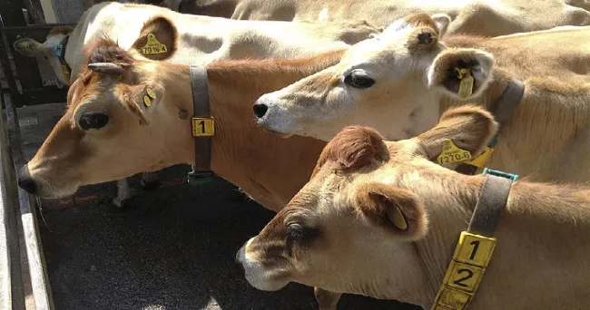 Bioseguridad en fincas prevendría abortos en vacas lecheras