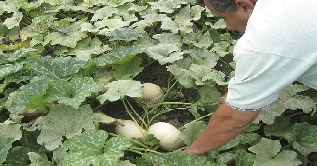 Red agroecológica se abre paso con formas de organización propias