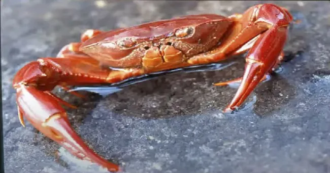 Cangrejos de agua dulce, en alto riesgo