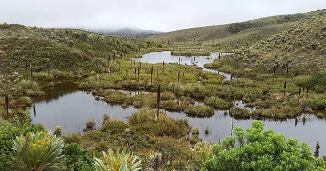 Mosquitos y zancudos, predictores de la calidad del agua de ríos bogotanos
