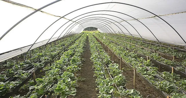Cultivos aeropónicos mejorarían nutrición en La Guajira