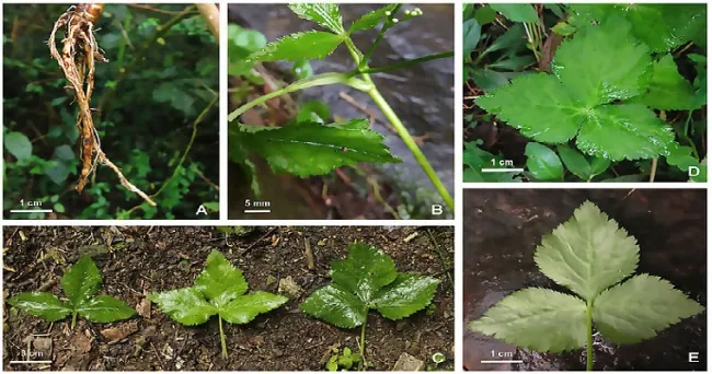Planta asiática, identificada por primera vez en Colombia