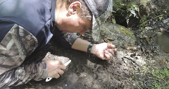 Tras las huellas del jaguar Panthera onca en Los Katíos