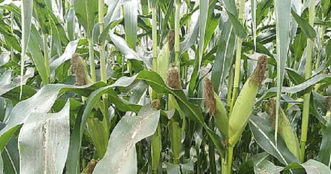 Casas de malla, opción agrícola frente al cambio climático