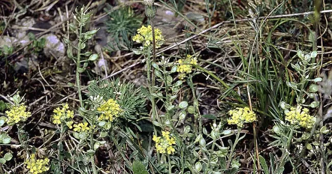 Plantas hiperacumuladoras reducirían contaminación por minería