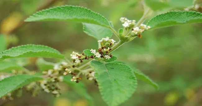 Plantas medicinales protegerían la producción acuícola