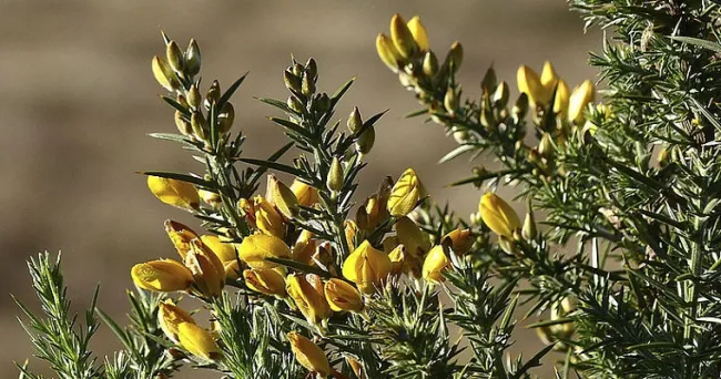 8 métodos para controlar retamo espinoso en Colombia