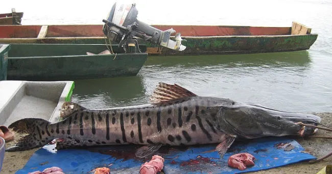 Reproducción de bagres, una actividad viable y rentable