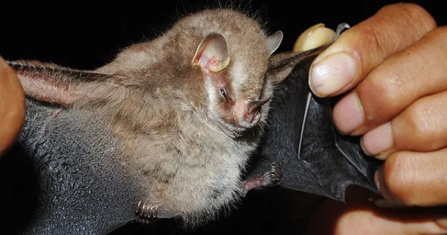 Vampyressa voragine, nueva especie descrita para Colombia