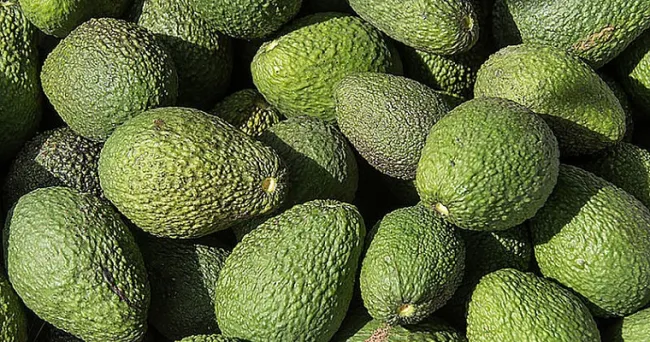 Antracnosis en aguacate Hass se combatiría con manejo integrado