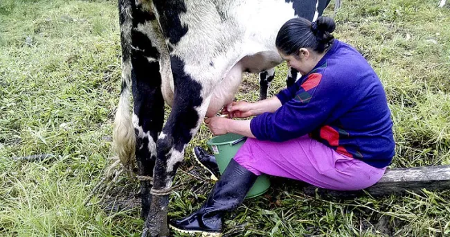 Mastitis bovina se detectaría con imágenes infrarrojas