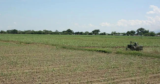 Caña de azúcar orgánica se cultivaría con menos agua