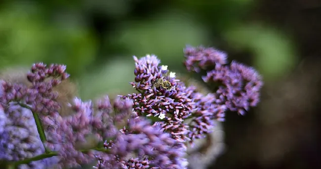 Abejas mejoran polinización de árboles en La Macarena