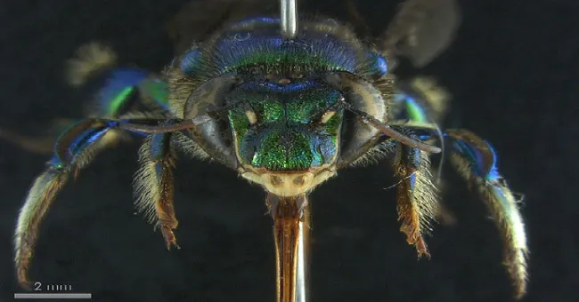 Identifican tres nuevas especies de abejas de las orquídeas