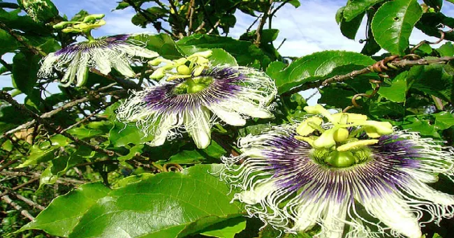 Detectan virus en pasifloras silvestres del Valle del Cauca