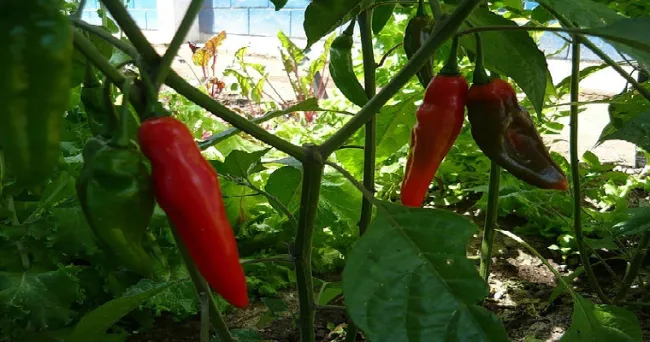 Aplicar silicio en ají tabasco aumenta su rendimiento