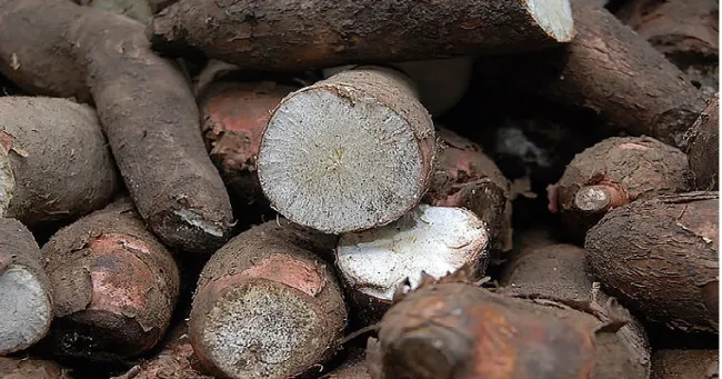 Proteína combatiría la bacteriosis vascular de la yuca