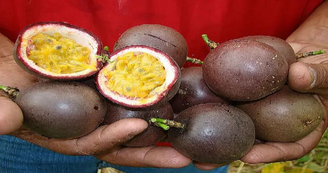 Gulupa y otras frutas exóticas se pueden mejorar para exportación