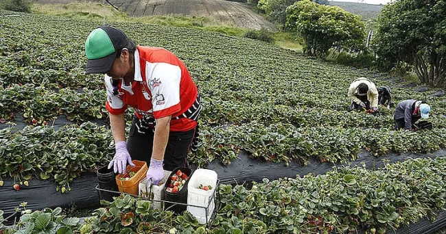 Control biológico de plagas, un sector en el que Colombia es líder