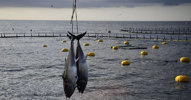 Estanques con más espacio inciden en crecimiento de los peces
