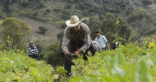 Cebolla larga se produce mejor con policultivos