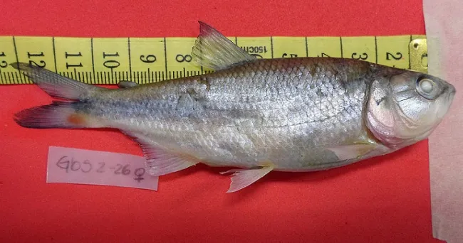 Sabaleta de Buenaventura, una especie sin identificar