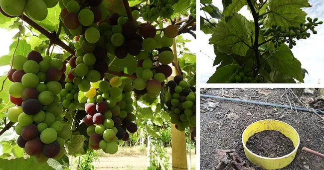 Cultivo de uva Isabella no necesita tanto nitrógeno