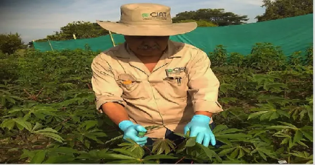 Método acelera y mejora producción de semillas en yuca