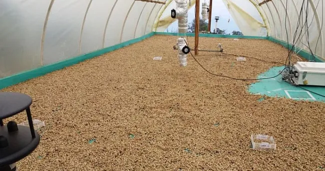 Sabor del café se afectaría por secado del grano al sol