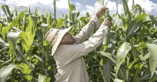 Minagricultura asignó $5.000 millones para coberturas de precios en maíz