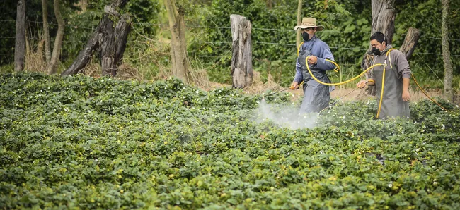Aumento de la producción agropecuaria se refleja en crecimiento del empleo en el sector rural - 31 de agosto de 2017