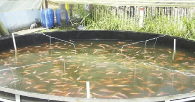 Cómo se establece un cultivo de tilapia según una productora