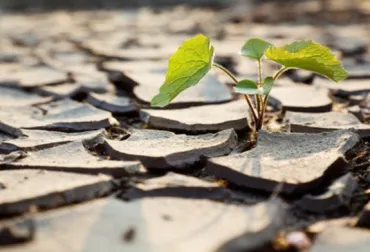 Estudian cómo adaptar los cultivos europeos al cambio climático
