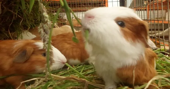 La alimentación estratégica promueve la sostenibilidad del sistema productivo del cuy