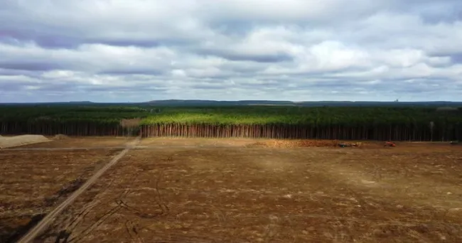 Para acabar la deforestación se necesitarán al menos us$130.000 millones cada año