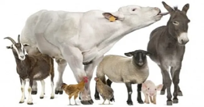 ¿Los animales son sujetos de derechos como los humanos?