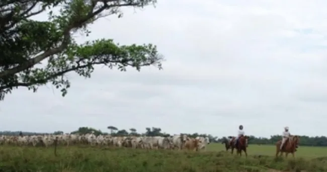 Feliz Día del Ganadero, Colombia los necesita