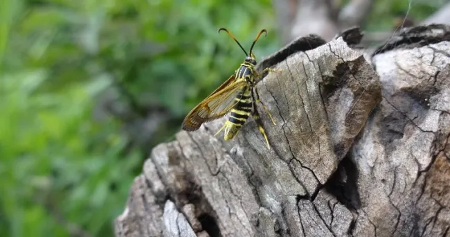 Investigación sobre plaga de la guayaba en Colombia, realizada por AGROSAVIA, fue vinculada a la resolución de dos Objetivos de Desarrollo Sostenible de la ONU